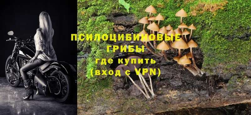 Галлюциногенные грибы Cubensis  Орск 